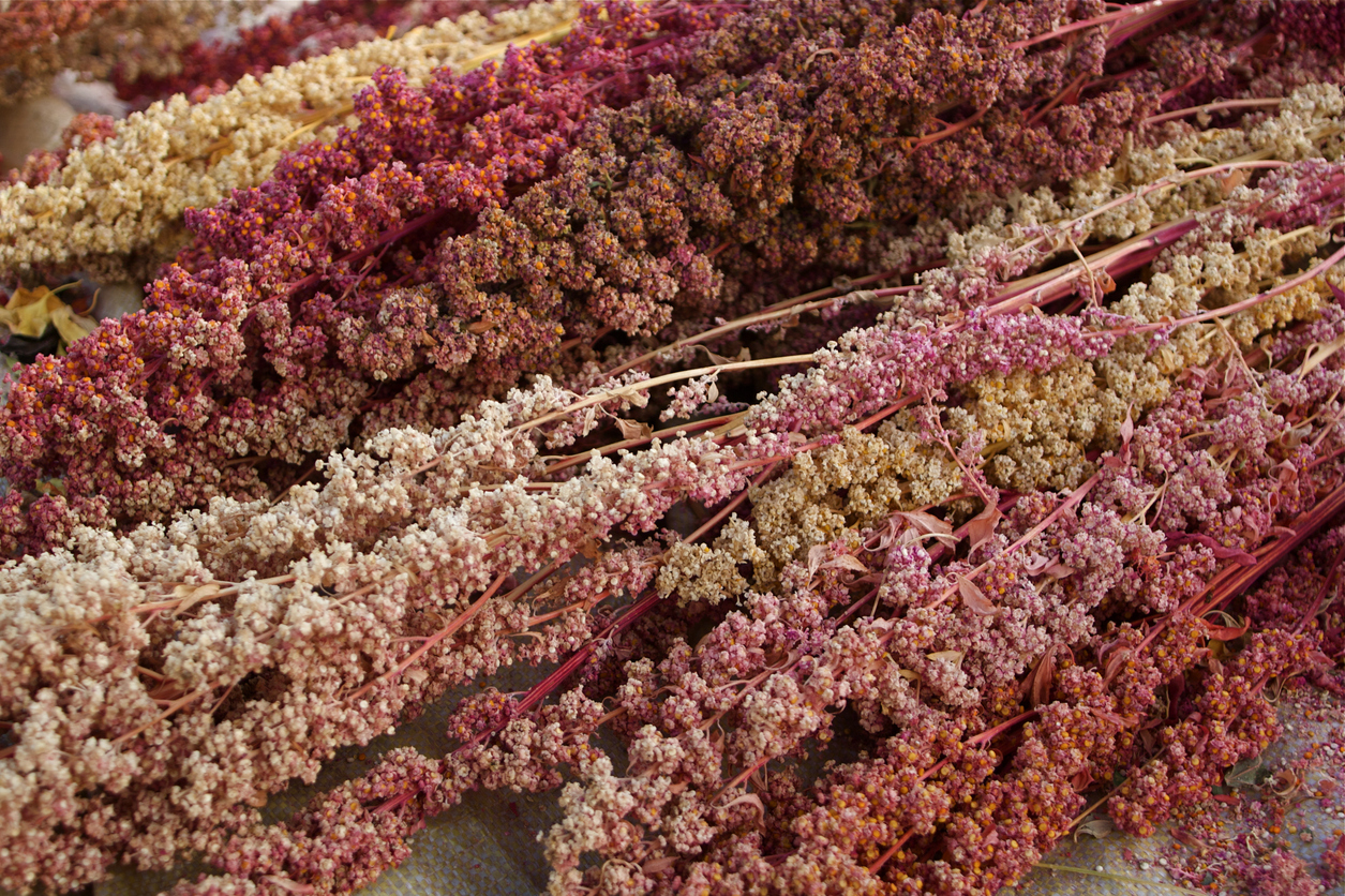 The farmer harvesting multicolored quinoa in his field in a village near Pisac, in the Peruvian Andes. The effect of all the mix of colors was terrific.