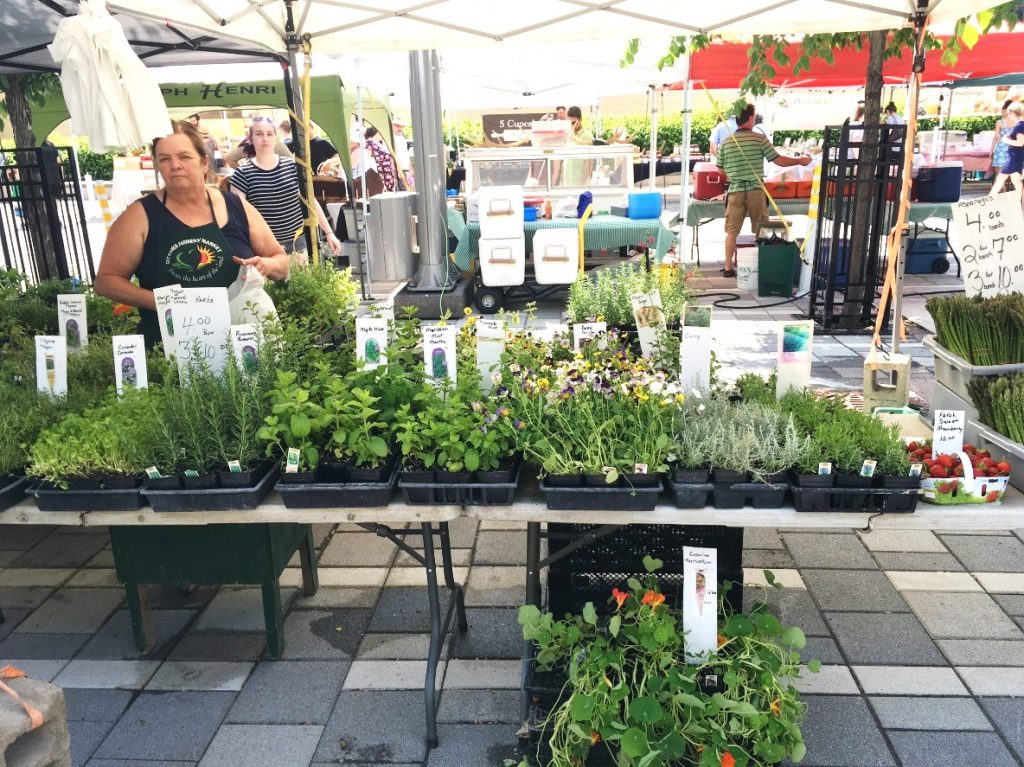 Local herb stand at the Ottawa Farmers’ Market at Lansdowne Table d’herbes locales au Ottawa Farmers’ Market à Lansdowne
